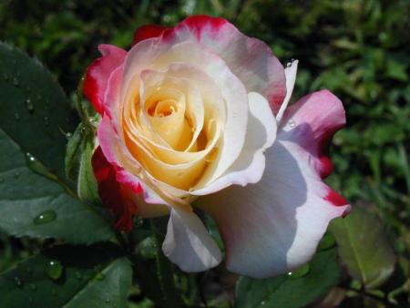 rose multi-tons